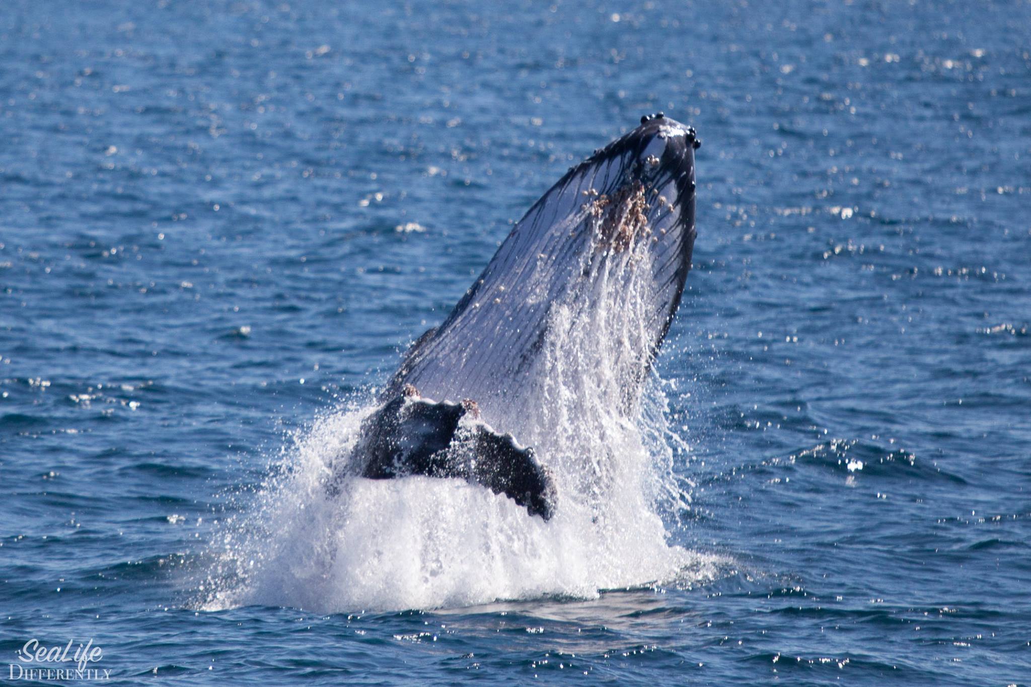 baleines a bosse coral bay plongee