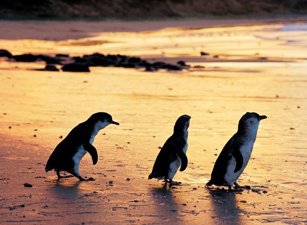 Phillip Island pingouins tour melbourne