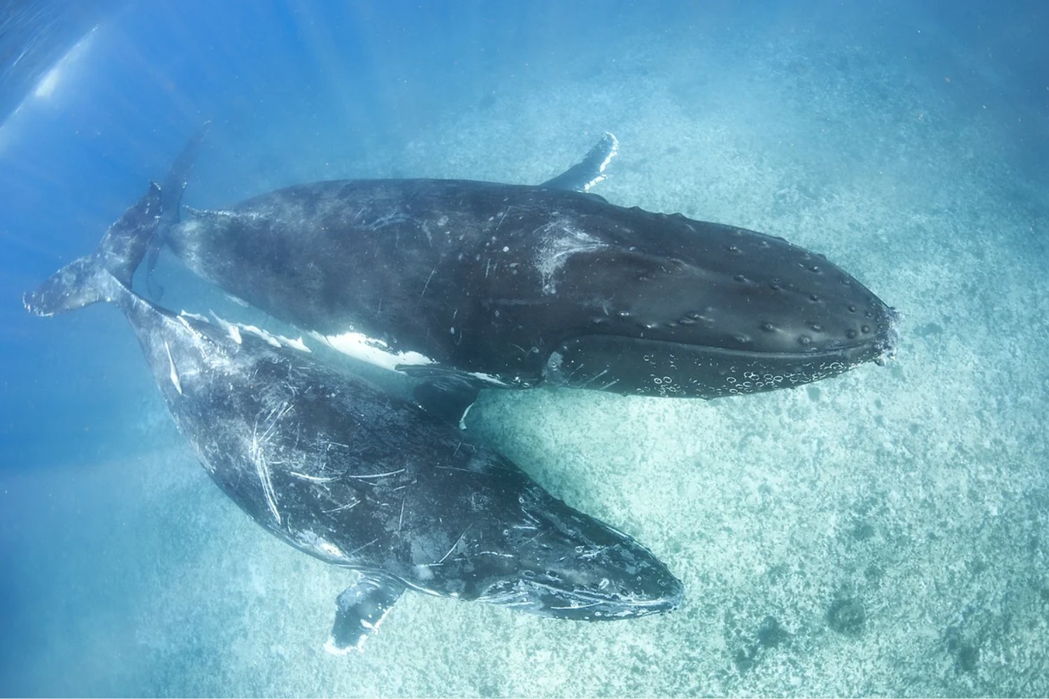 Nager avec Baleine a bosse